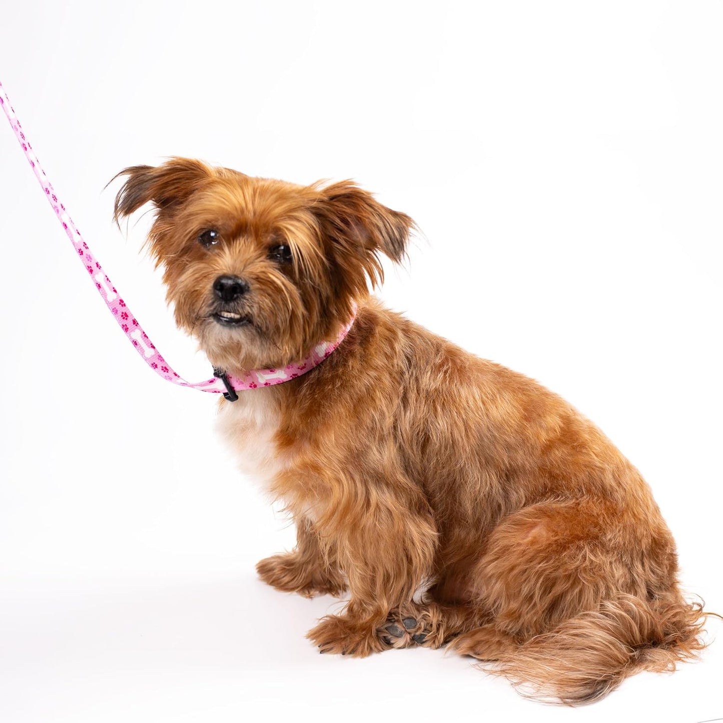 Country Brook Petz - Pink Oh My Dog Grooming Loop with Quick Release Buckle Featuring Unique Designs for Any Style (5/8 Inch)