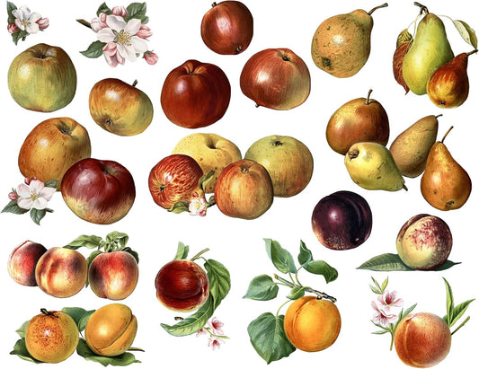 Wall Stickers * Real Size Fruits by Miss May River * Apple, Plum, Peach, Apricot, Pear, Nectarine Removable Vinyl Colorful Wall Decals Vintage Poster