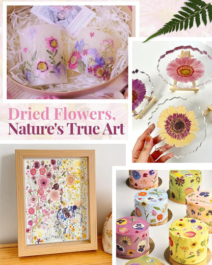 2 Packs Big Pink Dried Pressed Flowers for Resin Molds