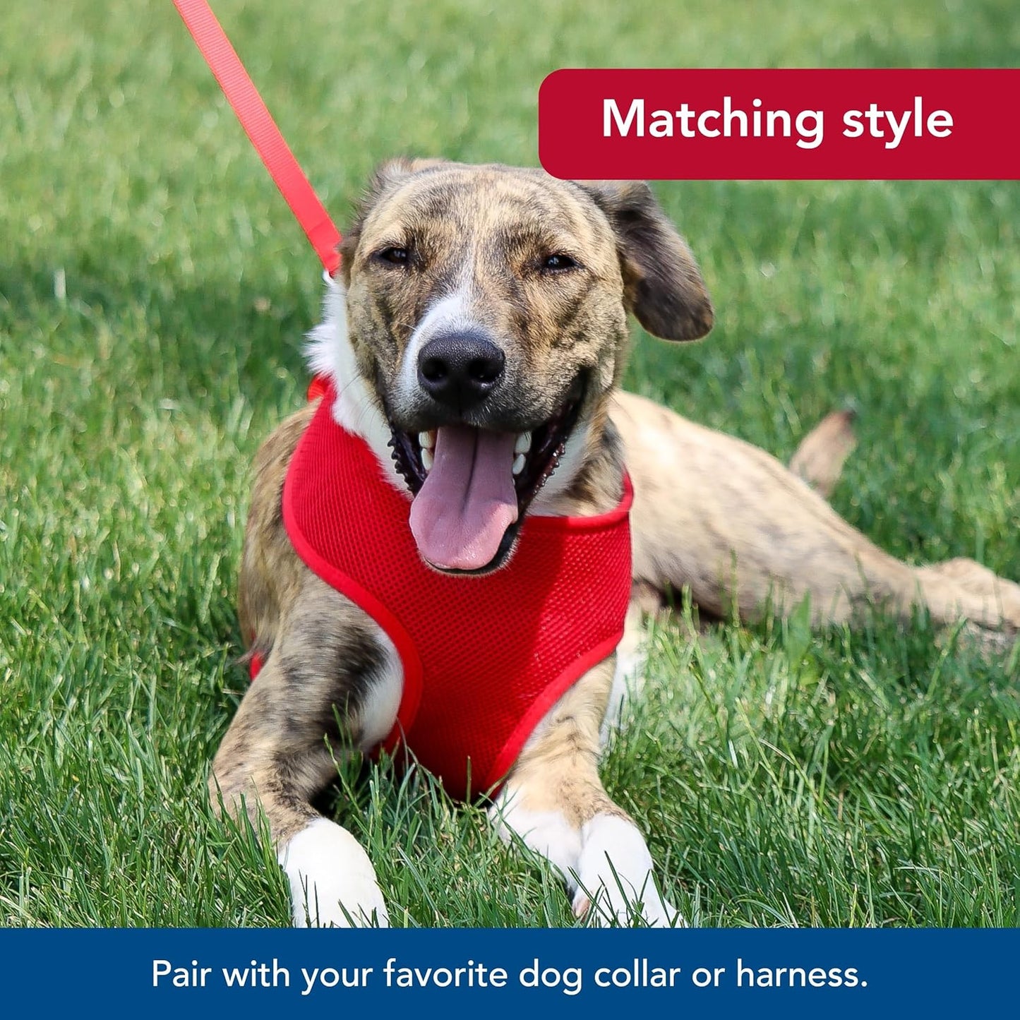 Coastal Pet Single-Ply Dog Leash - Sturdy Pet Leash - Comfortable & Stylish - Resists Fraying - Vibrant & Fade-Resistant Color - Neon Pink, 3/8" x 6'