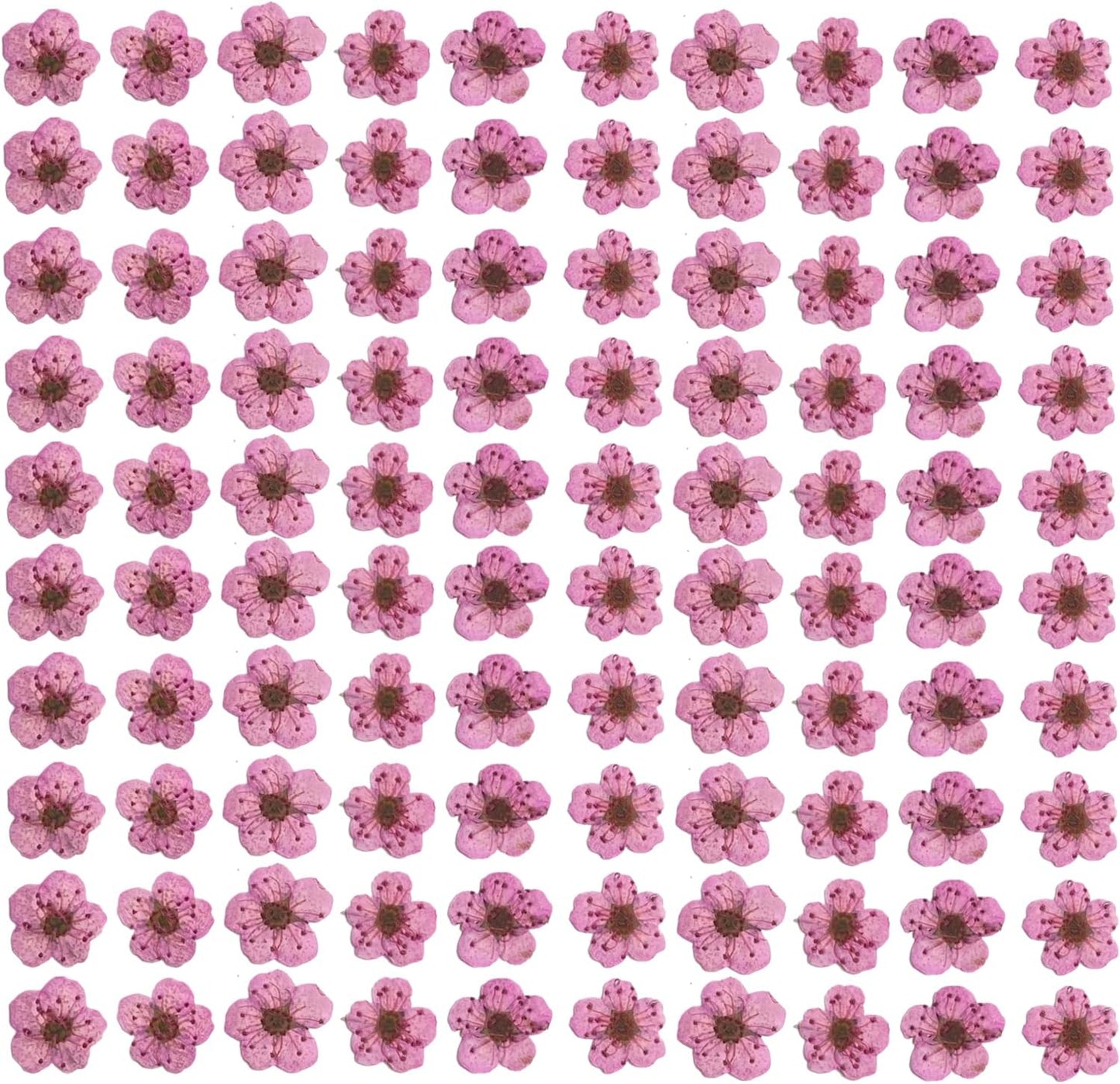 Pressed Flower for Resin Small Plum Blossom Narcissus, Dried Flower, Real Flower, Nail Flower Material, Glue Drop, Mobile Phone case, Hand Made 100pcs/pack (Pink)
