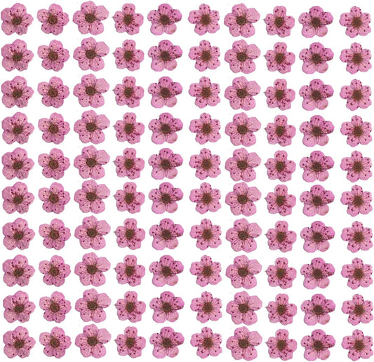 Pressed Flower for Resin Small Plum Blossom Narcissus, Dried Flower, Real Flower, Nail Flower Material, Glue Drop, Mobile Phone case, Hand Made 100pcs/pack (Pink)