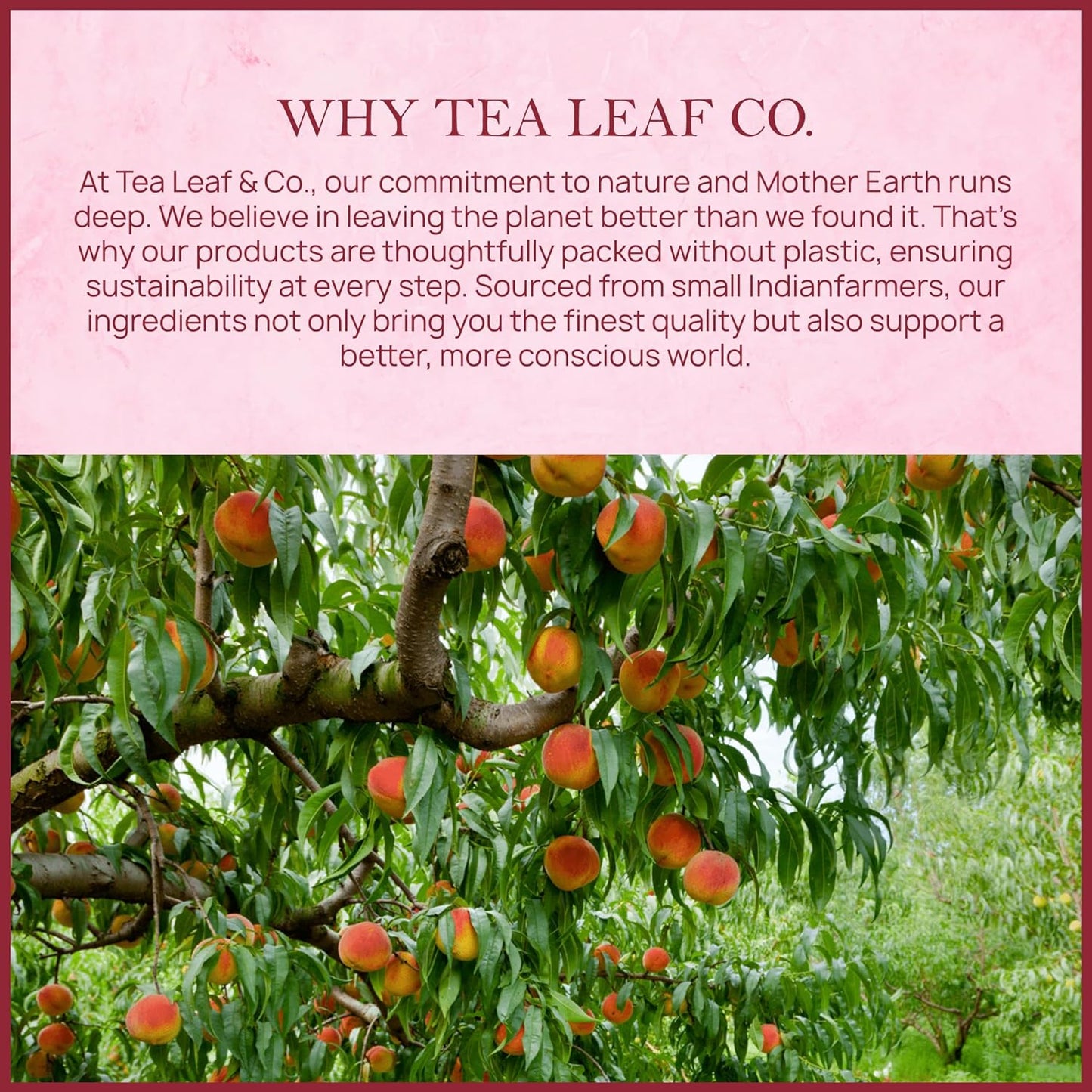 . Peach Ginger Tea Blended with Organic Spices - Organic Black Tea Bags with Ginger & Peach Flavor - Flavored Blend with Low Caffeine - Gluten Free - 50 Teabags