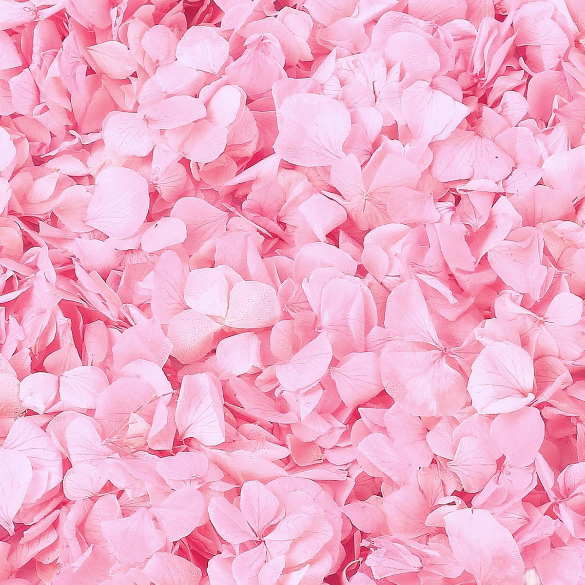 1500+ Real Dried Pink Hydrangea Petals Real Pink Flower Petals
