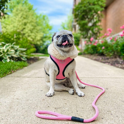 Mesh Leash, Pink, 4 FT