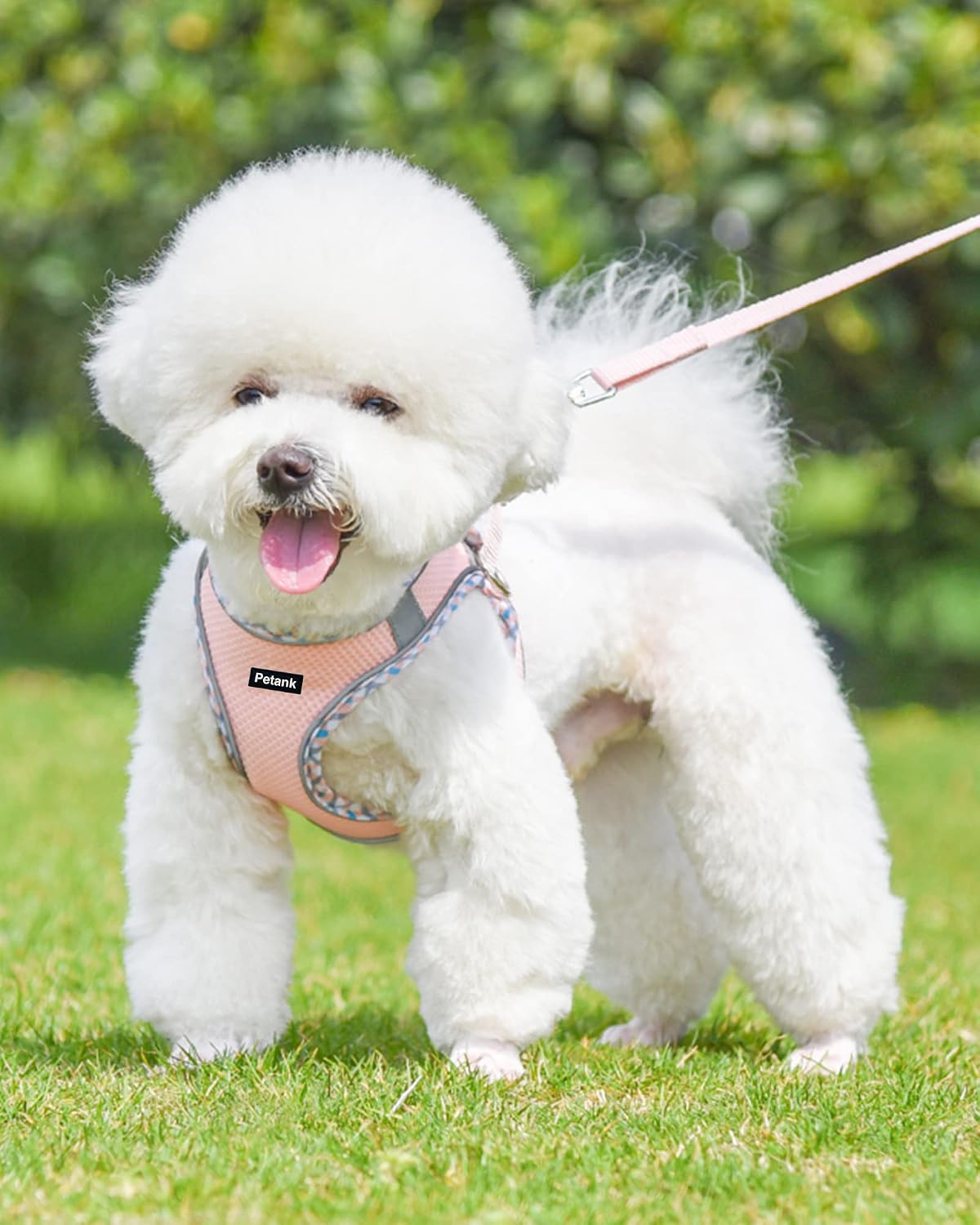 Petank Step in Dog Harness No Pull and Leash for Small Medium Dogs Cats.