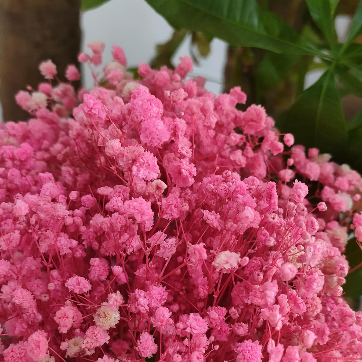 Dried Babys Breath Bulk Natural Dried Gypsophila Flowers Pink Babys Breath Stems for Home Decor, Weddings, Crafts