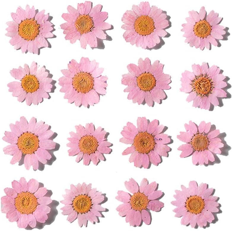 Natural Dried Pink Daisy Flower, Vacuum Packaging, Pressed Flower for House Decoration, Jewelry Making, Phone case Decoration 50pcs/Pack (Pink)