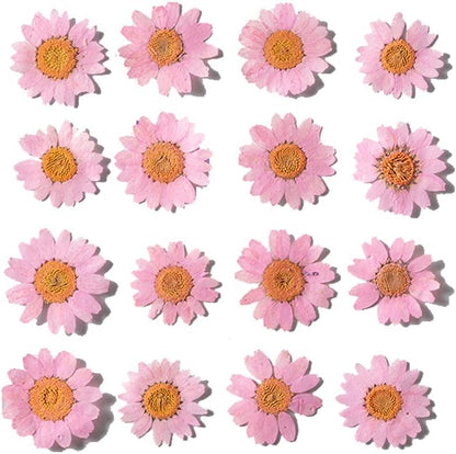 Natural Dried Pink Daisy Flower, Vacuum Packaging, Pressed Flower for House Decoration, Jewelry Making, Phone case Decoration 50pcs/Pack (Pink)