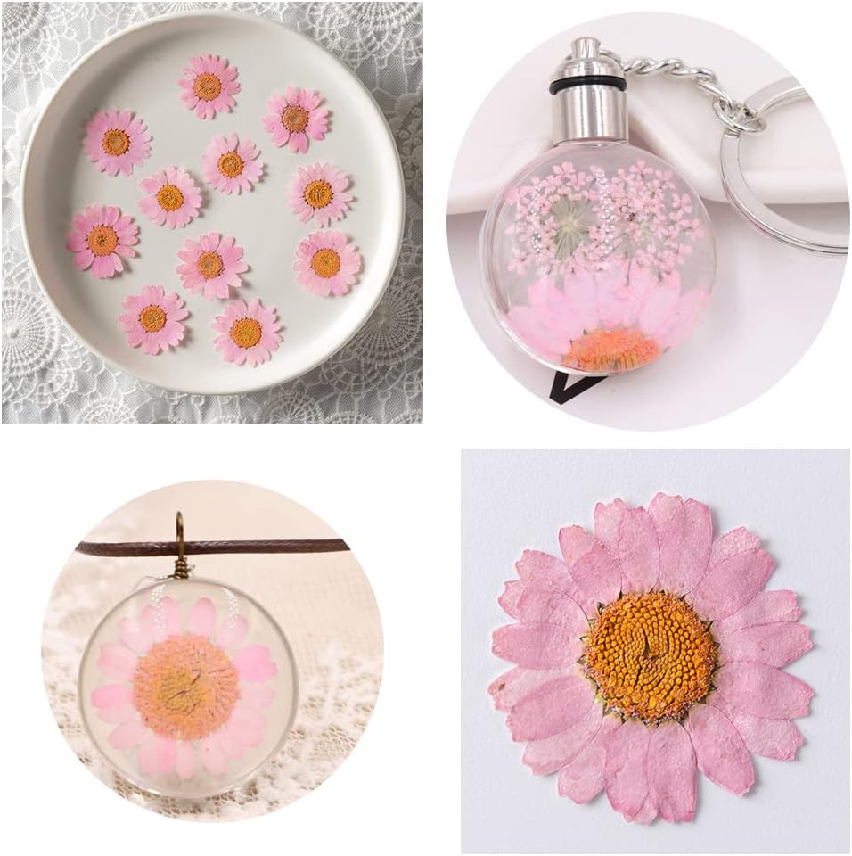 Natural Dried Pink Daisy Flower, Vacuum Packaging, Pressed Flower for House Decoration, Jewelry Making, Phone case Decoration 50pcs/Pack (Pink)