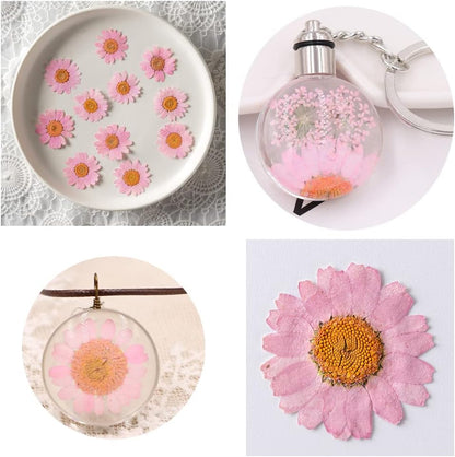 Natural Dried Pink Daisy Flower, Vacuum Packaging, Pressed Flower for House Decoration, Jewelry Making, Phone case Decoration 50pcs/Pack (Pink)