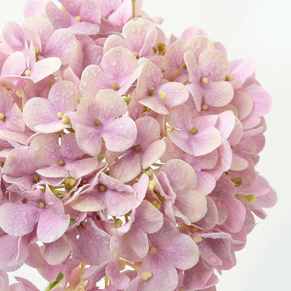 4PCS 20'' Real Touch Hydrangea Artificial Flowers Light Pink Champagne Faux Hydrangeas for Spring Porch Home Wedding Floral Arrangements Outdoor Party Baby Shower Table Centerpiece Xmas Decor