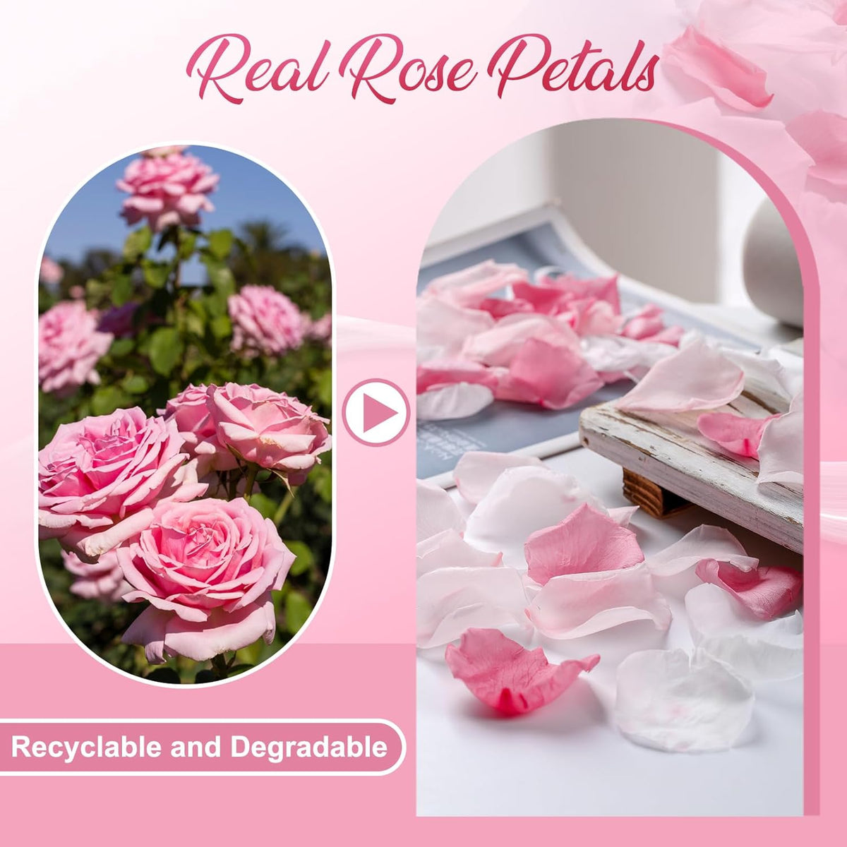 200PCS Real Pink White Rose Flower Petals Confetti for Wedding to Throw