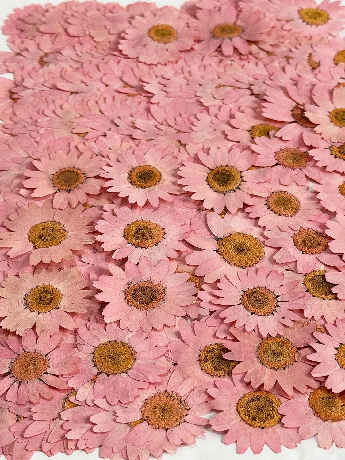 25pcs Pink Daisy Dried Pressed Flowers Real Natural Dry Flowers for Resin Candle Card Making Wedding Invitations Scrapbooking Christmas Crafts