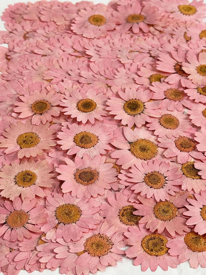 25pcs Pink Daisy Dried Pressed Flowers Real Natural Dry Flowers for Resin Candle Card Making Wedding Invitations Scrapbooking Christmas Crafts