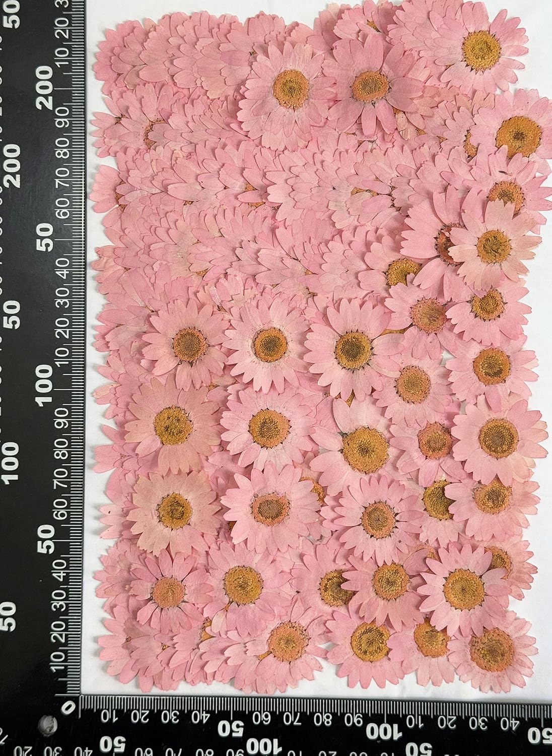 25pcs Pink Daisy Dried Pressed Flowers Real Natural Dry Flowers for Resin Candle Card Making Wedding Invitations Scrapbooking Christmas Crafts