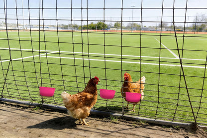 Cage Cups for Chickens 5 Pcs Hanging 25oz Feeder Waterer,Pink Food Bowl Coop Dish Water Dispenser Drinker Grit Container for Rabbits Birds Pigeon Duck and Small Animals