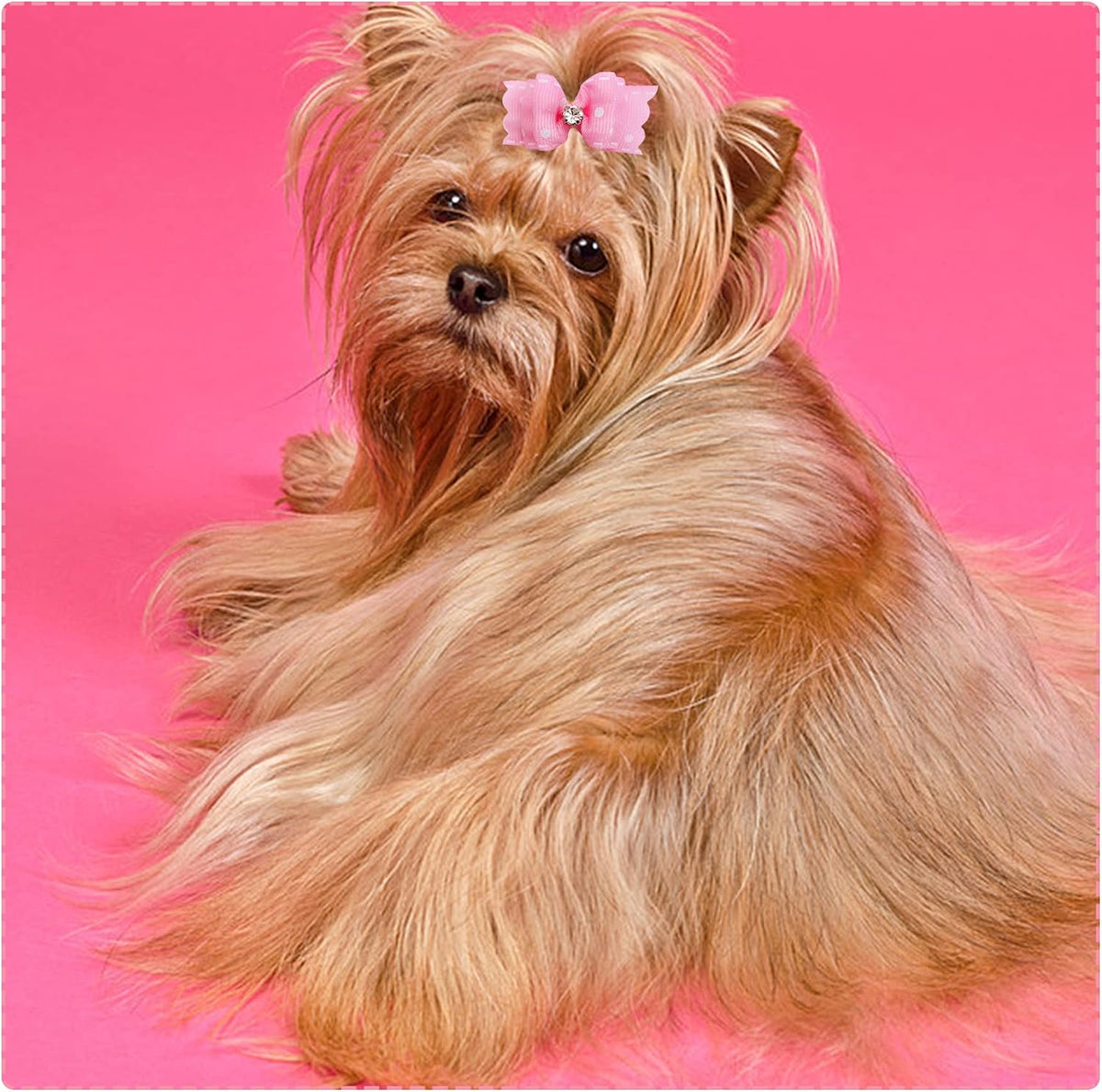 Mixed Styles Pet Cat Puppy Topknot Small Dog Hair Bows with Rubber Bands Grooming Accessories Pink Pack of 20