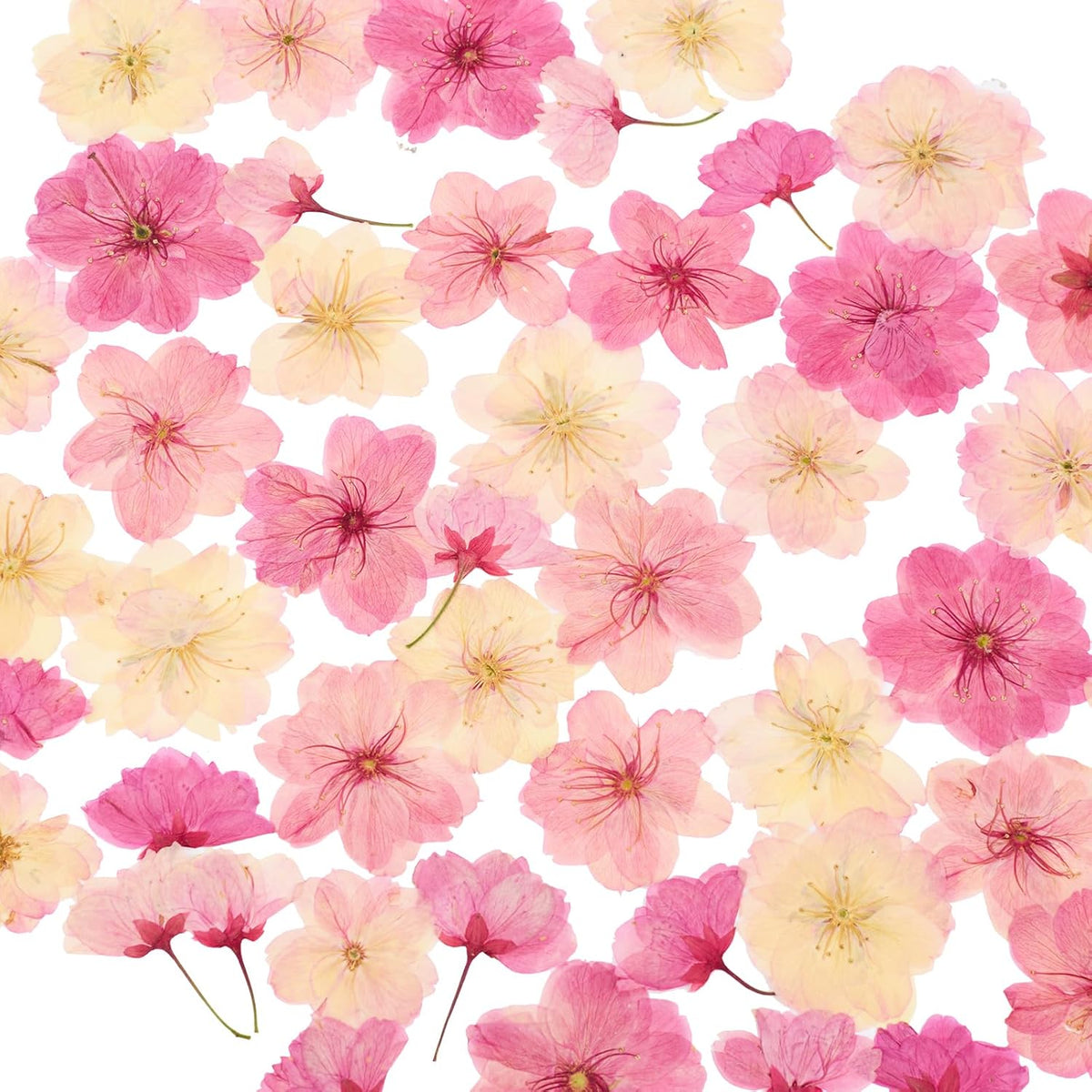 48Pcs Natural Dried Pressed Flowers for Cake Topper Decorating Mix Real Dry Flower for Resin Jewelry Making DIY Art Crafts