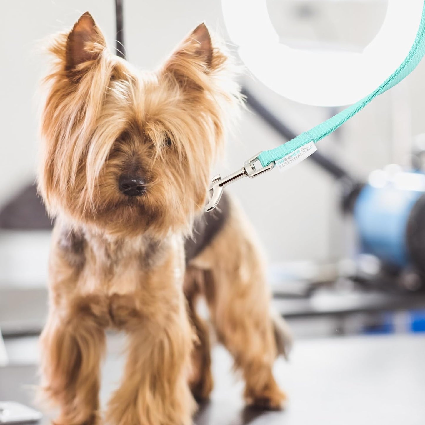 GROOMER ESSENTIALS 22" Grooming Loops in Turquoise - Secure and Stylish Restraints for Pet Grooming - Set of Essential Tools for Professional and Home Grooming