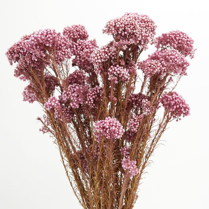 Natural Preserved Millet Flowers Dried Bouquet Flowers and Plants Arrangements for Home and Wedding Decoration (Cherry Pink)