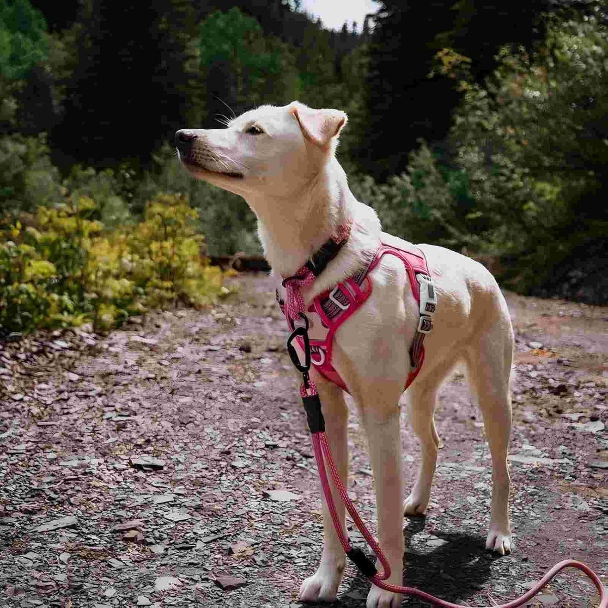 AUROTH Dog Harness for Large Dogs, No Pull Tactical Dog Vest Heavy Duty