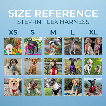 Best Pet Supplies Voyager Adjustable Step-in Flex Breathable Mesh Dog Harness for Small Medium Large Dogs (Fuchsia), M