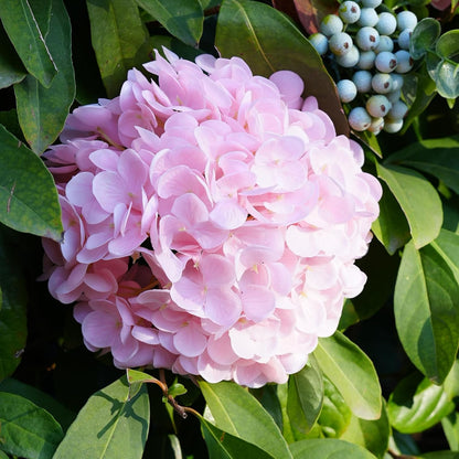 3 Pcs 20" Real Touch Pink Hydrangea Artificial Flowers, Lifelike Latex Faux Fake Flowers with Stems, for Vase Table Centerpiece Home Decor Wedding Bouquet