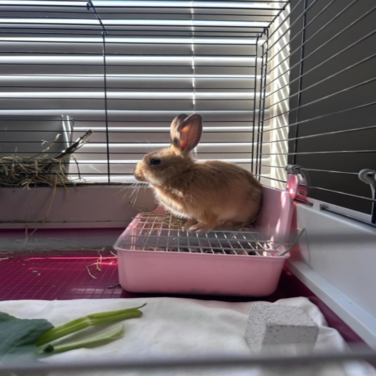 11Pcs Rabbit Litter Box Toilet,Bunny Corner Litter Bedding Plastic Square Grate Guinea Pig Bunny Ferret Hamster Hedgehog, Potty Trainer Bedding Box for Guinea Pig Ferret Hamster Hedgehog (Pink)