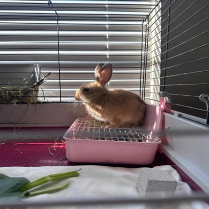 11Pcs Rabbit Litter Box Toilet,Bunny Corner Litter Bedding Plastic Square Grate Guinea Pig Bunny Ferret Hamster Hedgehog, Potty Trainer Bedding Box for Guinea Pig Ferret Hamster Hedgehog (Pink)