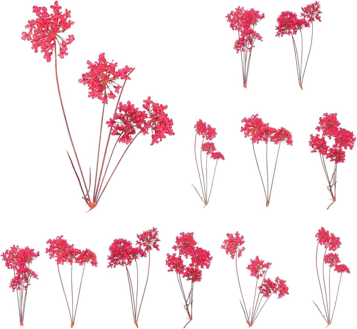 12 Pcs Natural Dried Pressed Flowers for Craft, Lace Real Pressed Dried Flowers Colorful Bouquets for Resin Moulds DIY Scrapbooking Candle Jewelry Making, Dark Pink