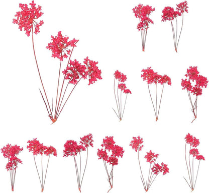 12 Pcs Natural Dried Pressed Flowers for Craft, Lace Real Pressed Dried Flowers Colorful Bouquets for Resin Moulds DIY Scrapbooking Candle Jewelry Making, Dark Pink