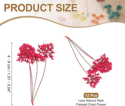 12 Pcs Natural Dried Pressed Flowers for Craft, Lace Real Pressed Dried Flowers Colorful Bouquets for Resin Moulds DIY Scrapbooking Candle Jewelry Making, Dark Pink