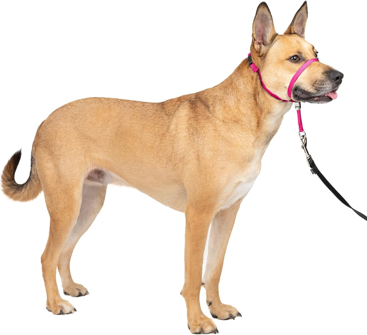 Gentle Leader No Pull Dog Headcollar, Raspberry Pink, Medium