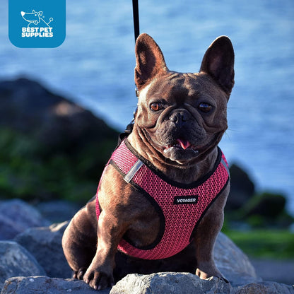 Voyager Step-in Air Dog Vest Harness - Black/Pink Trim, Small