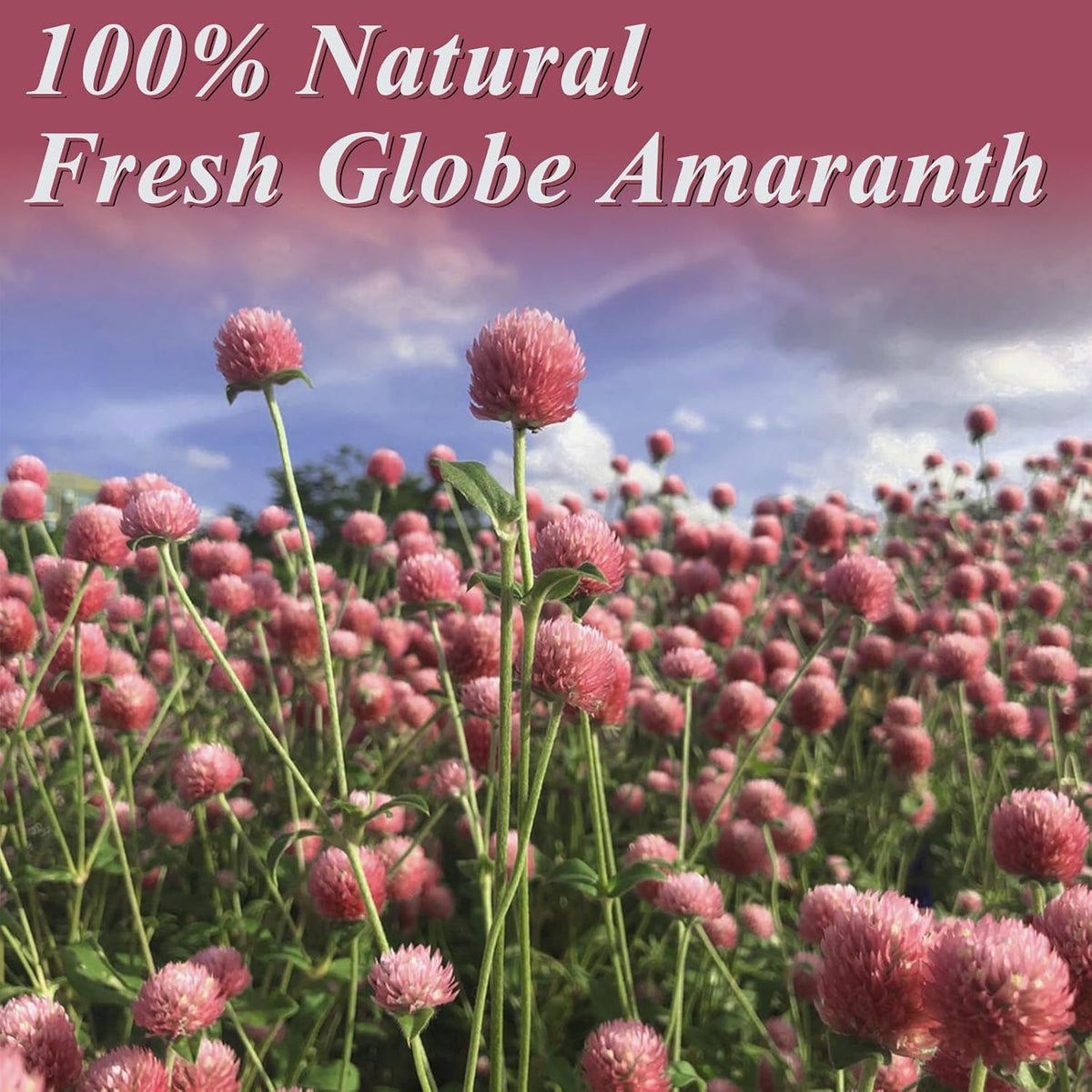 100Pcs+ Pink Dried Globe Amaranth Flowers, Natural Gomphrena Home Decor