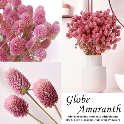 100Pcs+ Pink Dried Globe Amaranth Flowers, Natural Gomphrena Home Decor