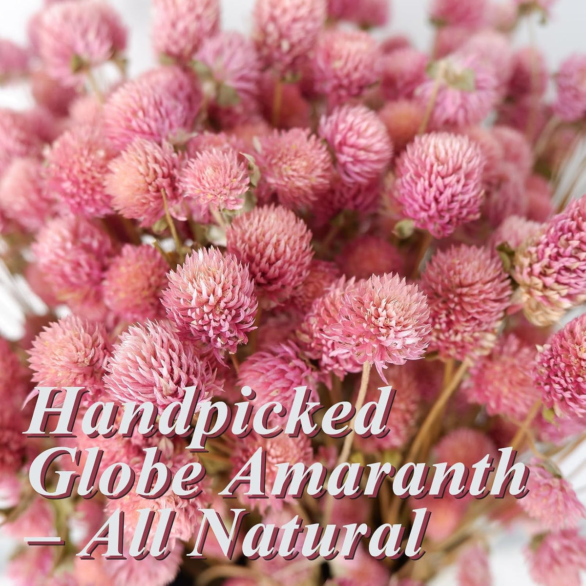100Pcs+ Pink Dried Globe Amaranth Flowers, Natural Gomphrena Home Decor