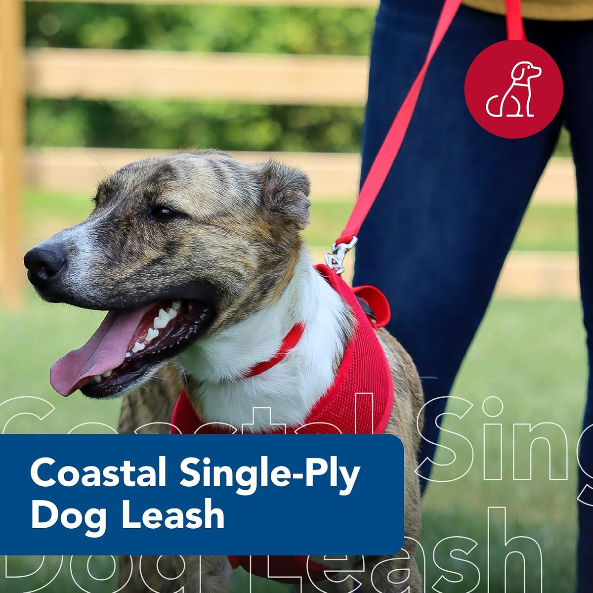 Single-Ply Dog Leash - Sturdy Pet Leash - Comfortable & Stylish - Resists Fraying - Vibrant & Fade-Resistant Color - Neon Pink, 3/8" x 6'