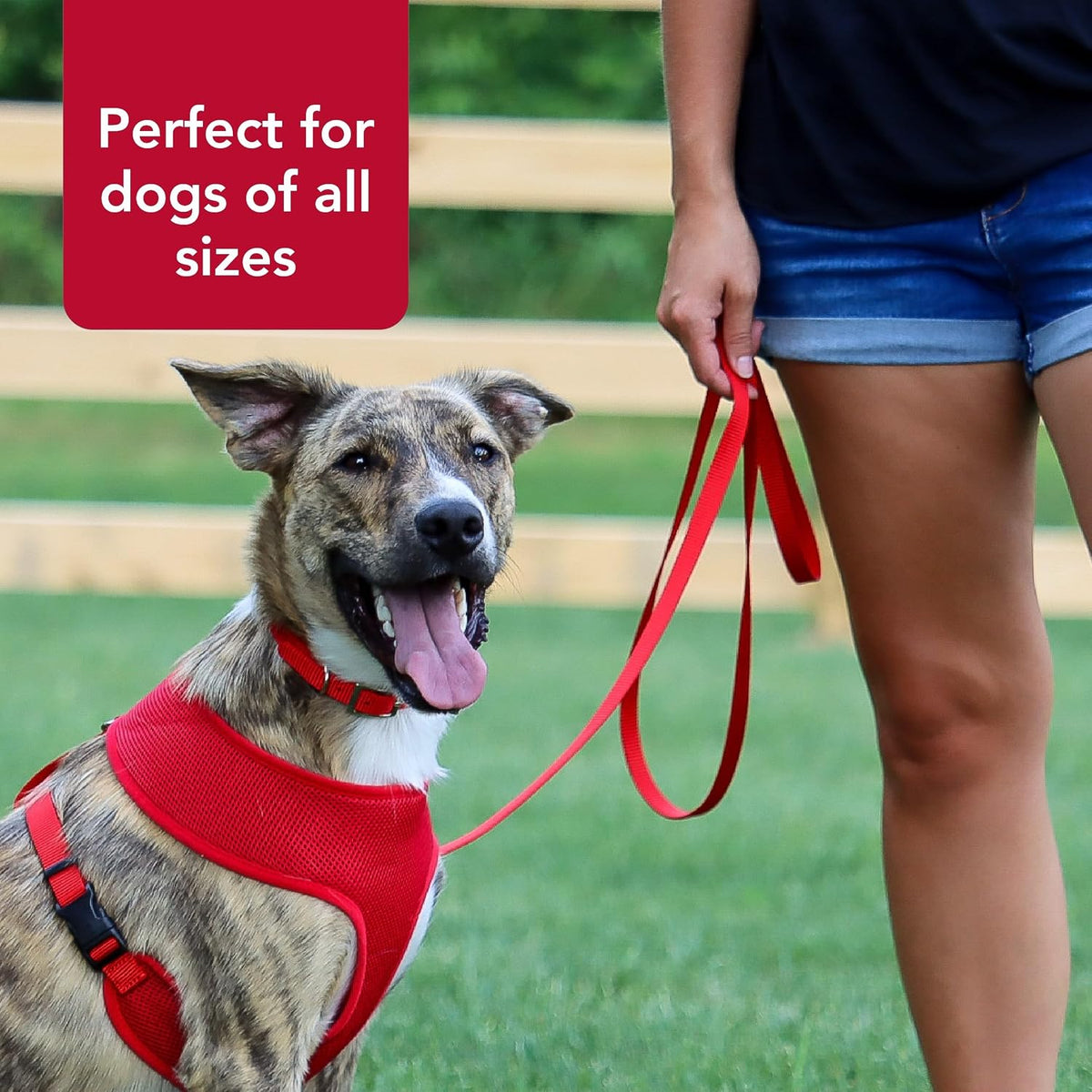 Single-Ply Dog Leash - Sturdy Pet Leash - Comfortable & Stylish - Resists Fraying - Vibrant & Fade-Resistant Color - Neon Pink, 3/8" x 6'