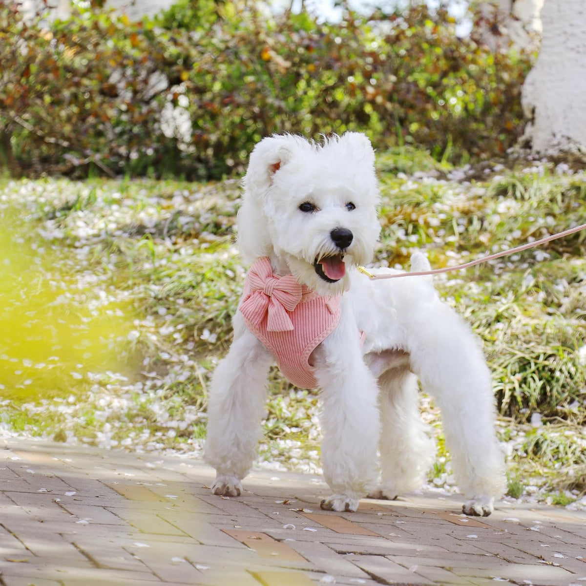 Cute Small Dog Harness Collar and Leash Set with Bowtie, Pink, S