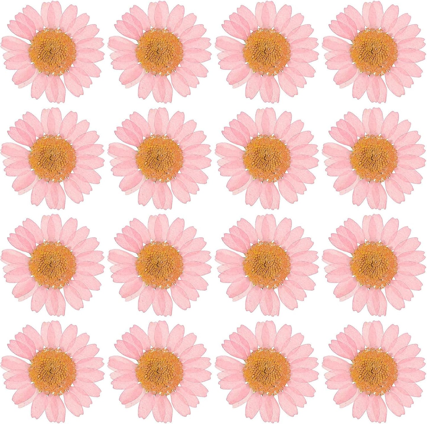 48 Pcs Dried Pressed Flower Natural Dried Daisy Flower for DIY Art Crafts House Decoration Nails Decoration,Pink