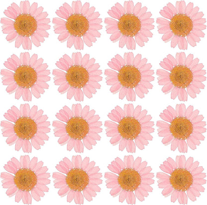 48 Pcs Dried Pressed Flower Natural Dried Daisy Flower for DIY Art Crafts House Decoration Nails Decoration,Pink