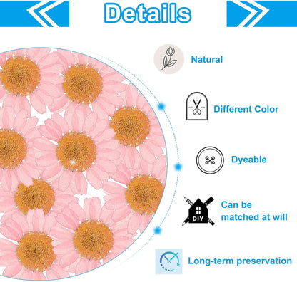 48 Pcs Dried Pressed Flower Natural Dried Daisy Flower for DIY Art Crafts House Decoration Nails Decoration,Pink