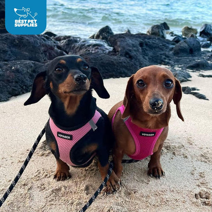 Best Pet Supplies Voyager Step-in Air Harness - All Weather Mesh, Reflective, No Pull Harness for Dogs, Cats - Secure with Hook & Loop Fastener, Buckle, Double D-Rings - Fuchsia, L