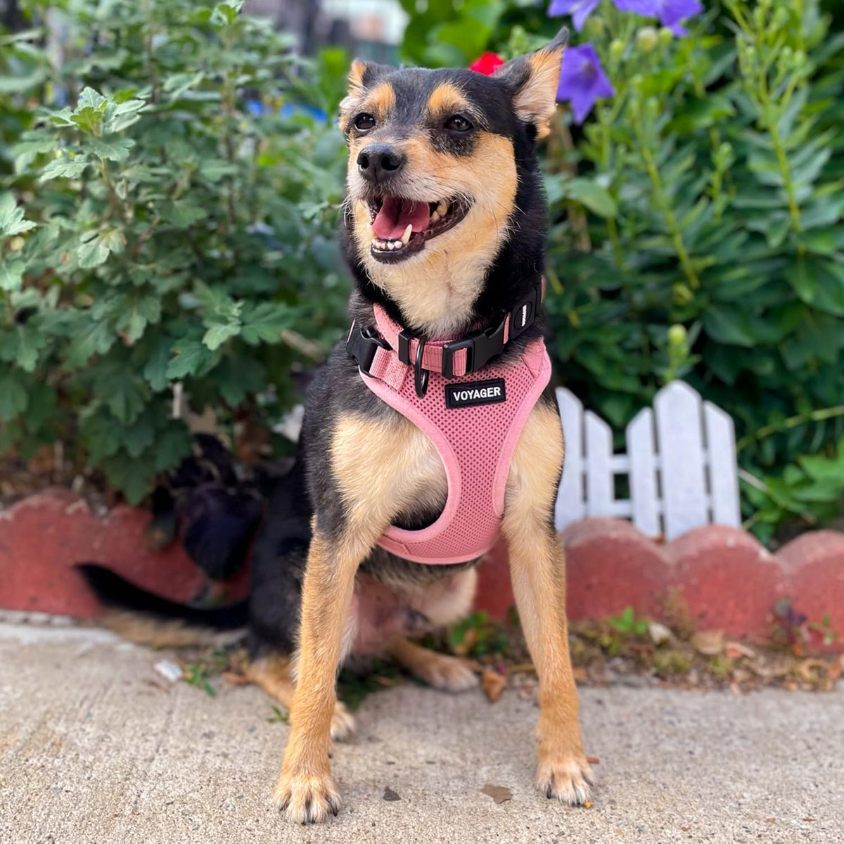 Voyager Step-in Lock Dog Harness - Pink, X-Small