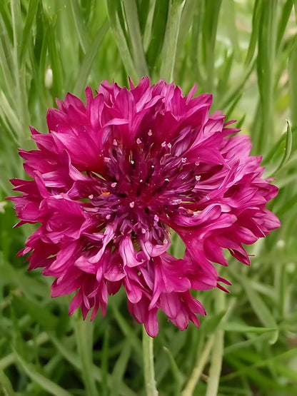 10g Dried Cornflower Petals – Edible Flowers for Cake Decorating, Desserts, Cocktails, Soap Making, Candle Crafts & Tea – Natural Blue Botanical Floral Decor (Pink)