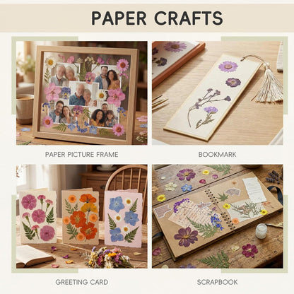 100P Pink Purple Blue Dried Pressed Flowers