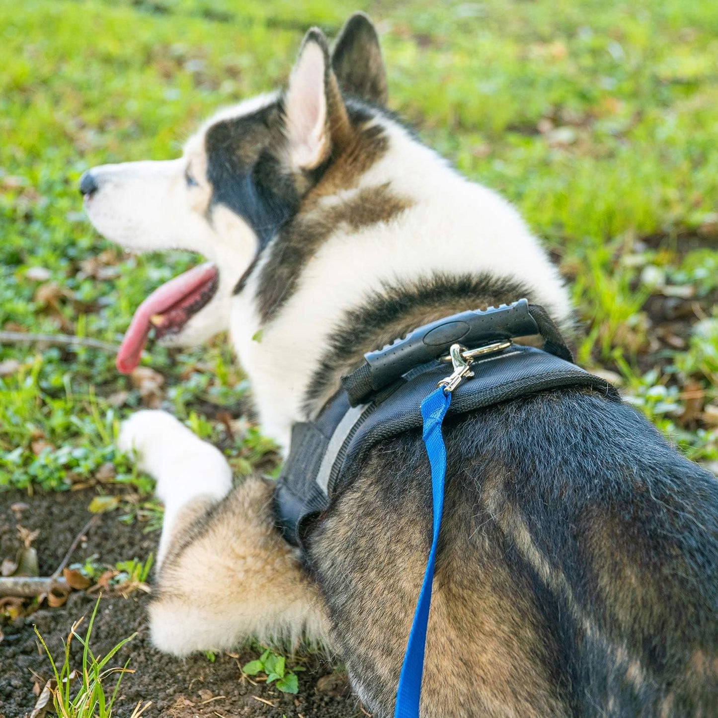 Hi Kiss Dog/Puppy Obedience Recall Training Agility Lead - 15ft 20ft 30ft 50ft 100ft Training Leash - Great for Training, Play, Camping, or Backyard (100 Feet, Green)