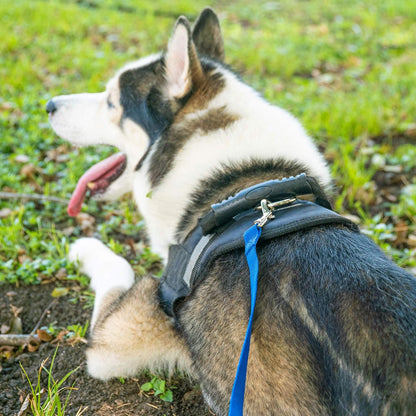 Hi Kiss Dog/Puppy Obedience Recall Training Agility Lead - 15ft 20ft 30ft 50ft 100ft Training Leash - Great for Training, Play, Camping, or Backyard (100 Feet, Green)